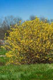 SPRING FLING FORSYTHIA 2gal