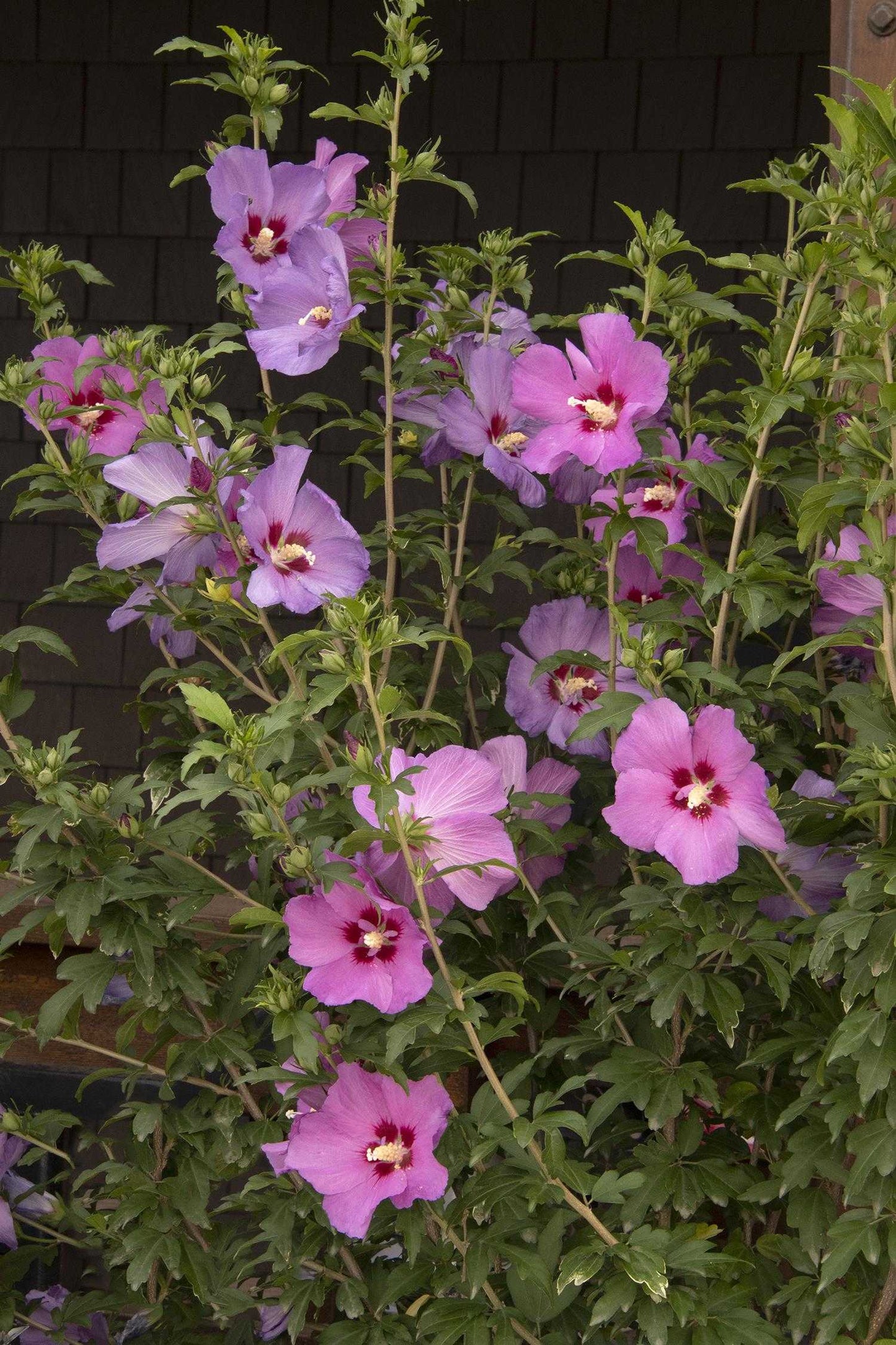 CHATEAU D'AMBOISE ROSE OF SHARON 2gal