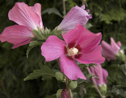 CHATEAU DE CHAMBORD ROSE OF SHARON PATIO TREE 5gal