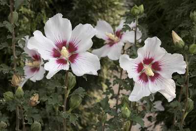 CHATEAU CHANTILLY ROSE OF SHARON PATIO TREE 5gal