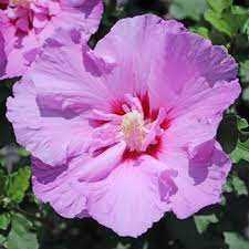 TAHITI ROSE OF SHARON TREE 5gal