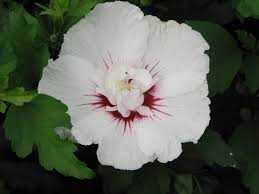 BALI ROSE OF SHARON 2gal