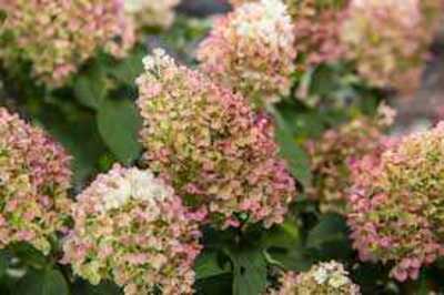 LITTLE HOTTIE HYDRANGEA 2gal