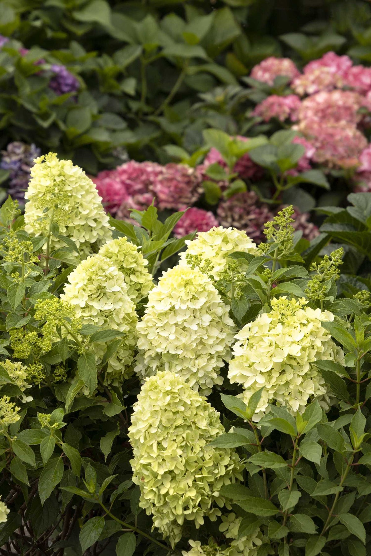 CANDY APPLE HYDRANGEA 2gal