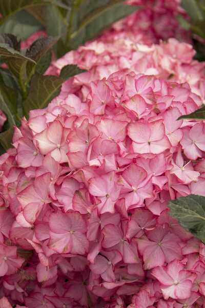 SEASIDE SERENADE HAMPTONS HYDRANGEA  2gal