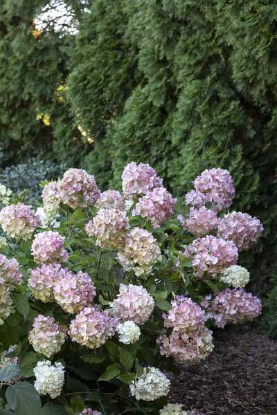 STRAWBERRY SUNDAE HYDRANGEA 2gal