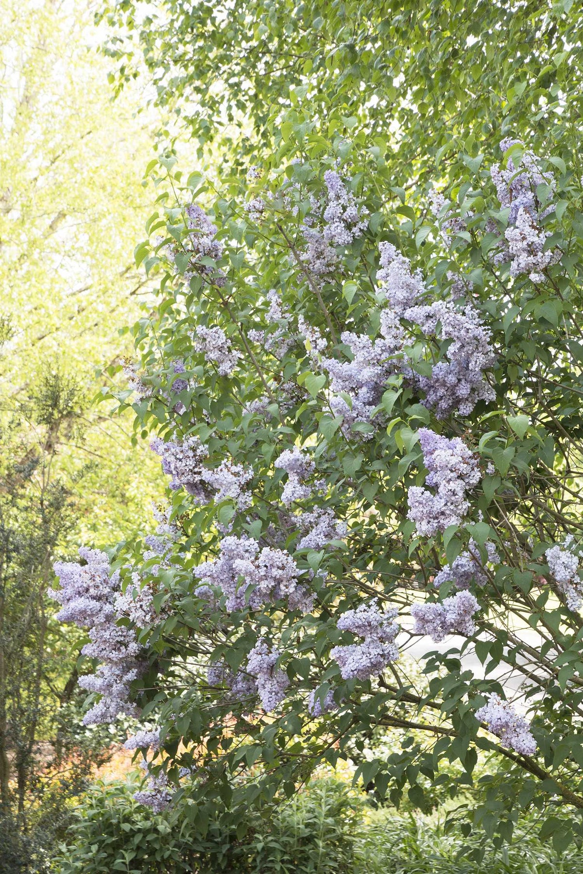 BLUE SKIES LILAC 2gal