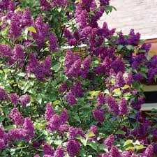 LAVENDER LADY LILAC 2gal