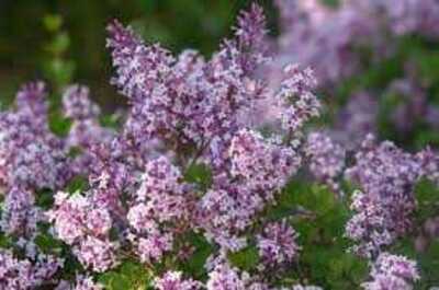MISS KIM LILAC 2gal