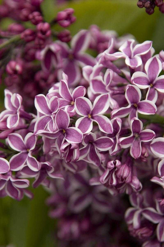 SENSATION LILAC 2gal