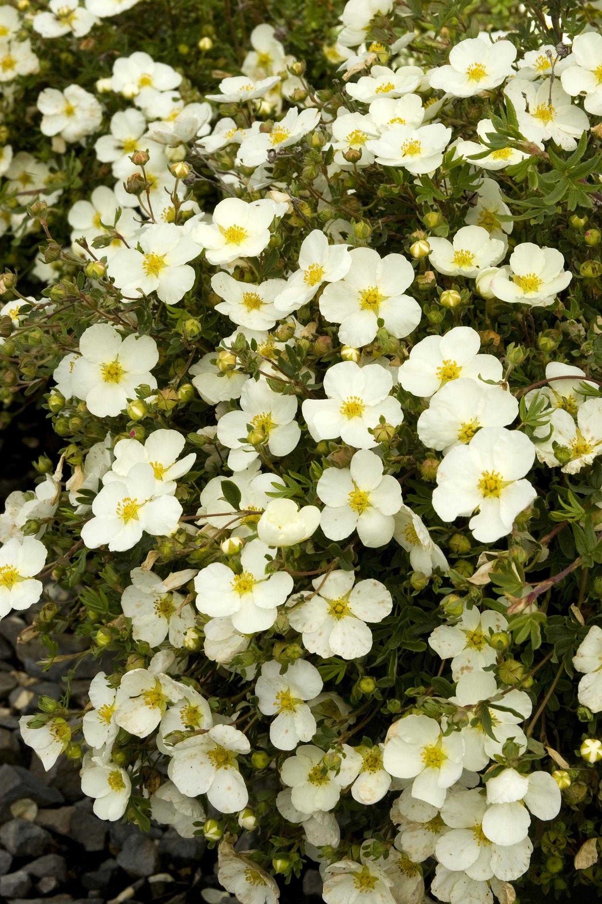 FROSTY POTENTILLA 2gal