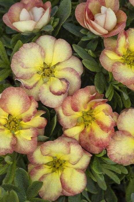 GINGERSNAP POTENTILLA 2gal