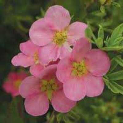PINK BEAUTY POTENTILLA 2gal