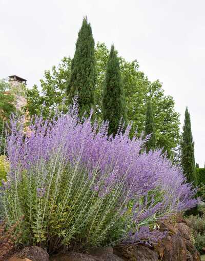 RUSSIAN SAGE 1gal