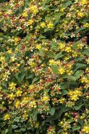 PINOT ST. JOHN'S WORT 2gal