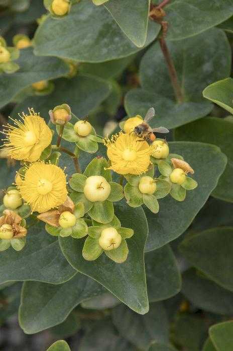 FLORALBERRY CHAMPAGNE ST. JOHN'S WORT 2gal