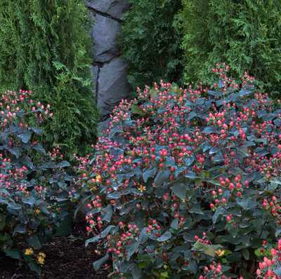 FLORALBERRY SANGRIA ST. JOHN'S WORT 2gal