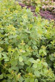 AROMA SUMAC 2gal