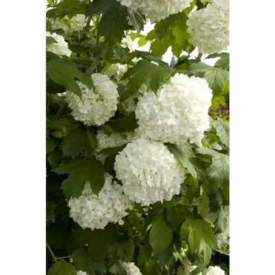 EASTERN SNOWBALL VIBURNUM 2gal