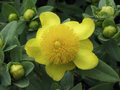 SUNBURST ST. JOHN'S WORT 2gal