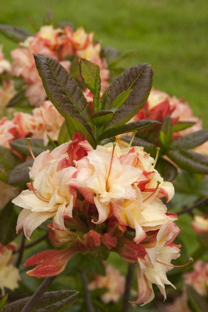 CANNONS DOUBLE AZALEA 3gal