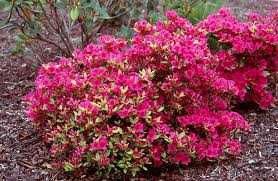 EVER GIRARDS PURPLE AZALEA 3gal