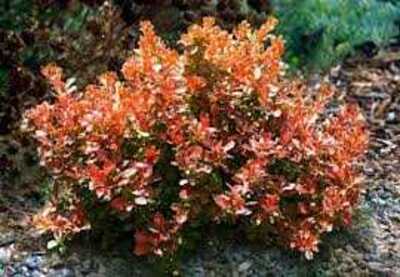 ADMIRATION BARBERRY 3gal