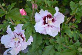 FIJI ROSE OF SHARON 2gal