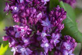 VIRTUAL VIOLET LILAC 3gal