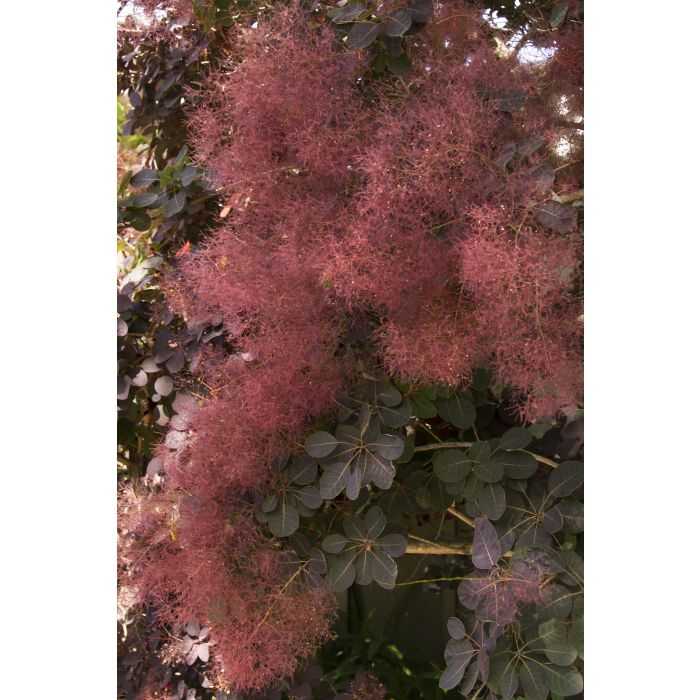 ROYAL PURPLE SMOKETREE 3gal