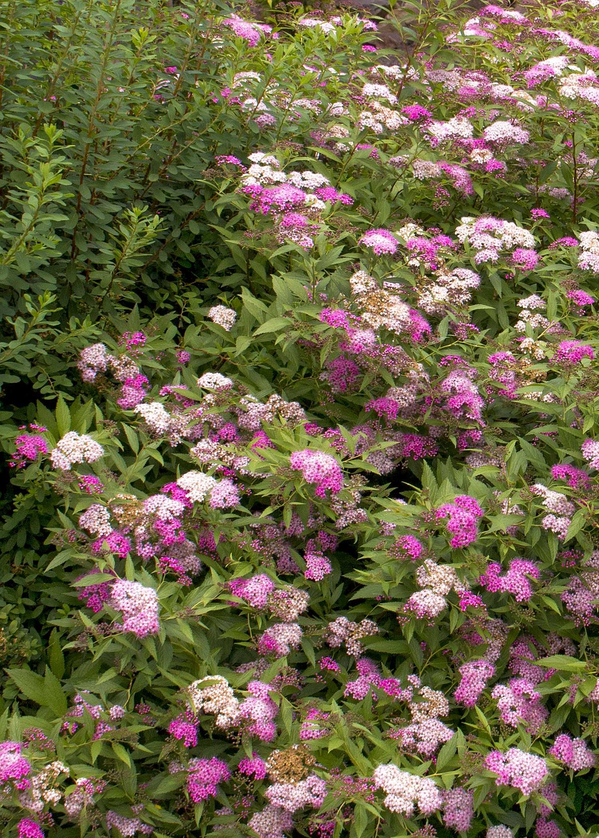 ANTHONY WATERER SPIRAEA 5gal