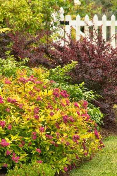 GOLDFLAME SPIRAEA 2gal
