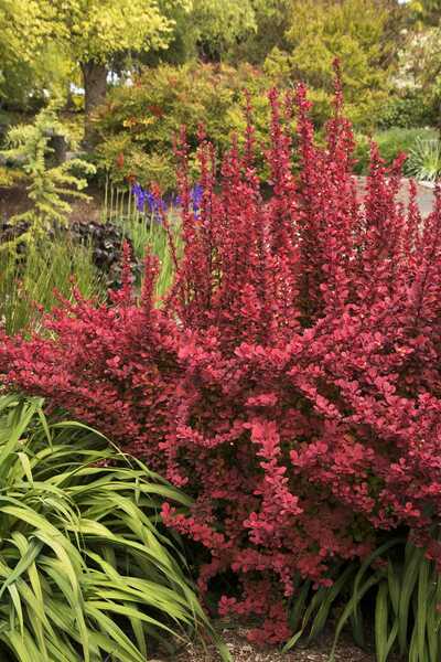 ORANGE ROCKET BARBERRY 1gal