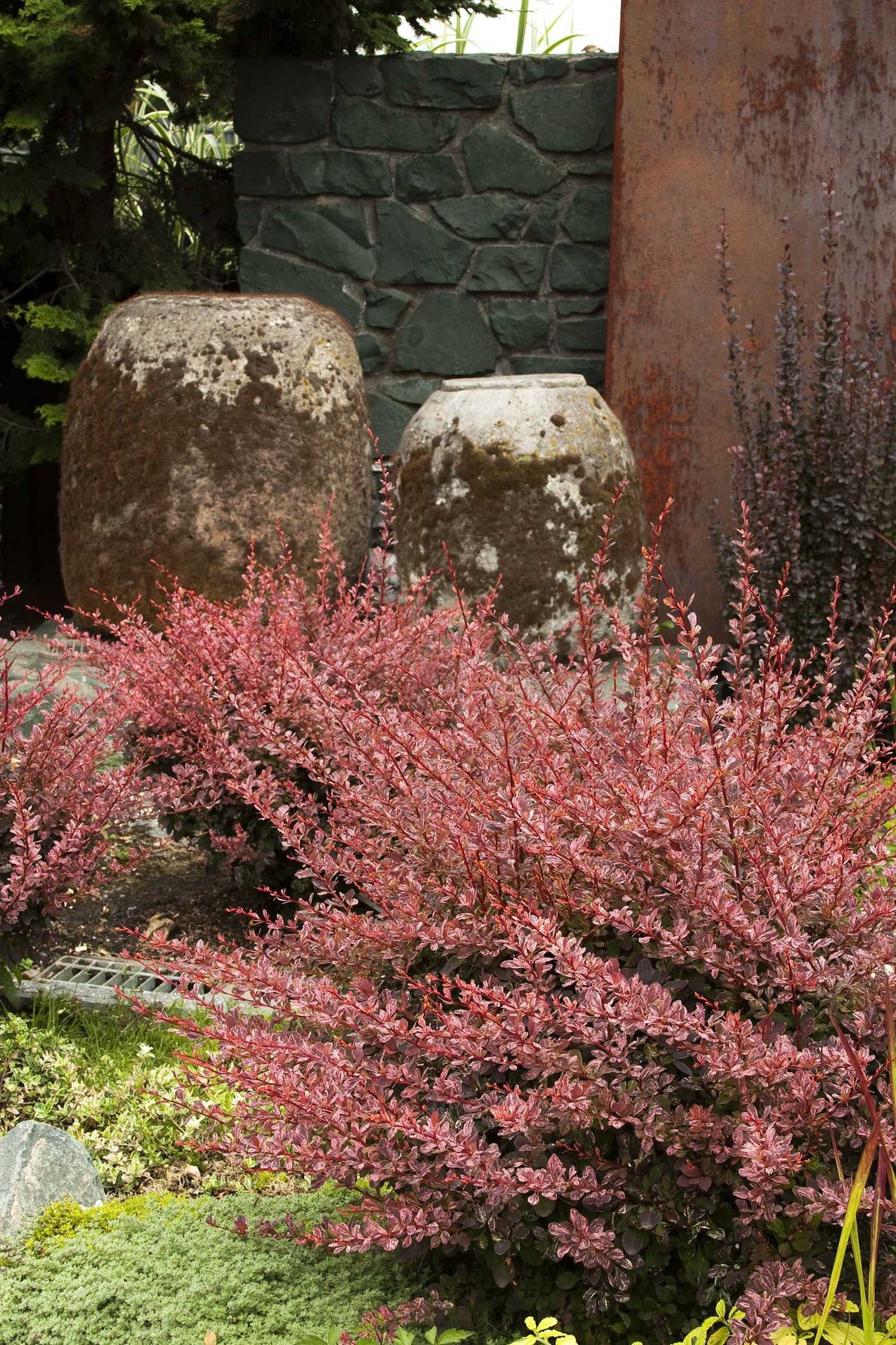 ROSE GLOW BARBERRY 3gal