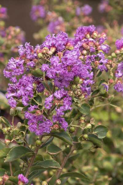 CATAWBA CRAPE MYRTLE 5gal