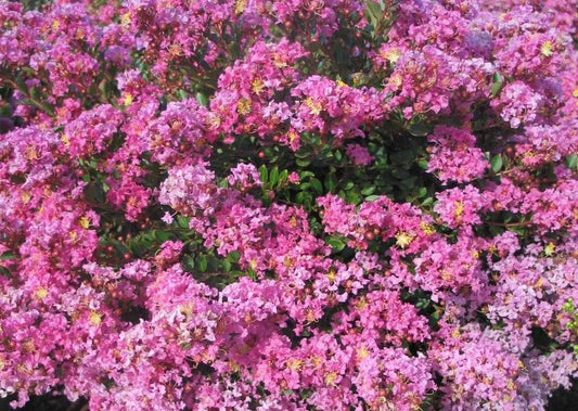 PECOS CRAPE MYRTLE 5gal