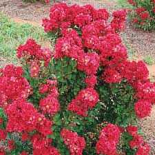 ENDURING SUMMER RED CRAPE MYRTLE PATIO TREE 5gal