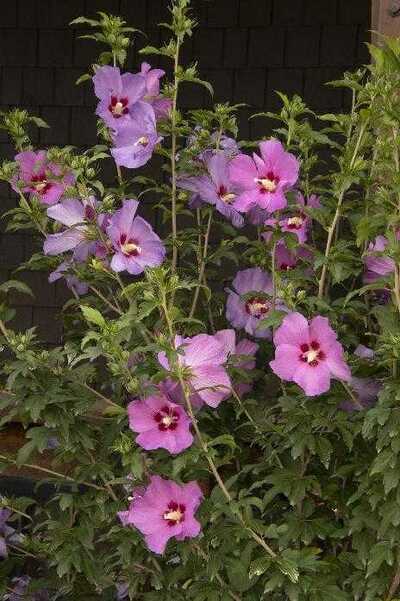CHATEAU D'AMBOISE ROSE OF SHARON 2gal