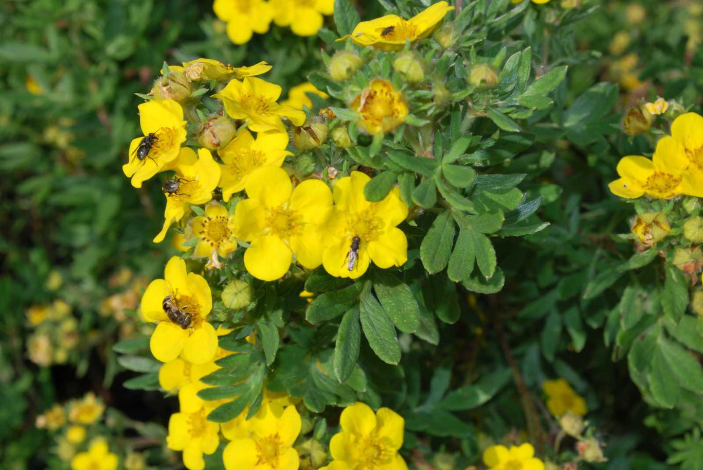 JACKMAN'S POTENTILLA 1gal
