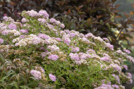 LITTLE PRINCESS SPIRAEA 3gal