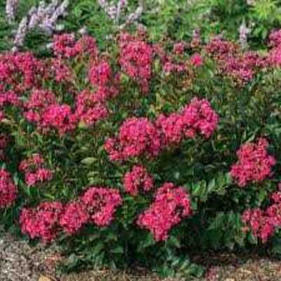 SUMMERLASTING STRAWBERRY CRAPE MYRTLE TREE 5gal