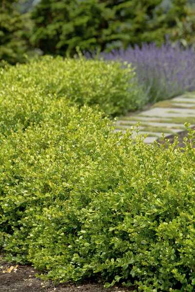 WINTER GEM BOXWOOD 1gal