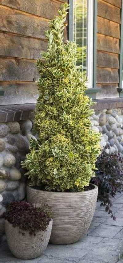 CHOLLIPO EUONYMUS 2gal