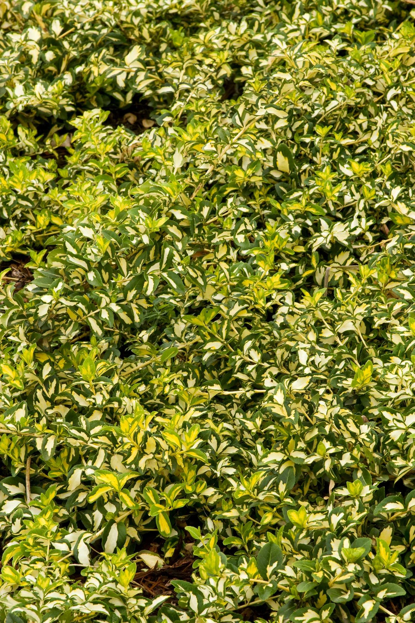 MOONSHADOW WINTERCREEPER EUONYMUS 2gal