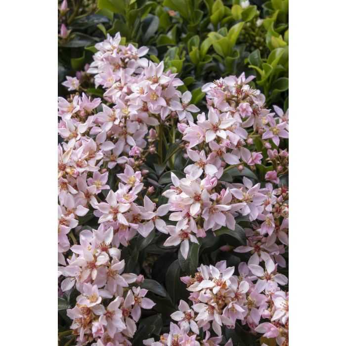 BALLERINA HAWTHORN 1gal