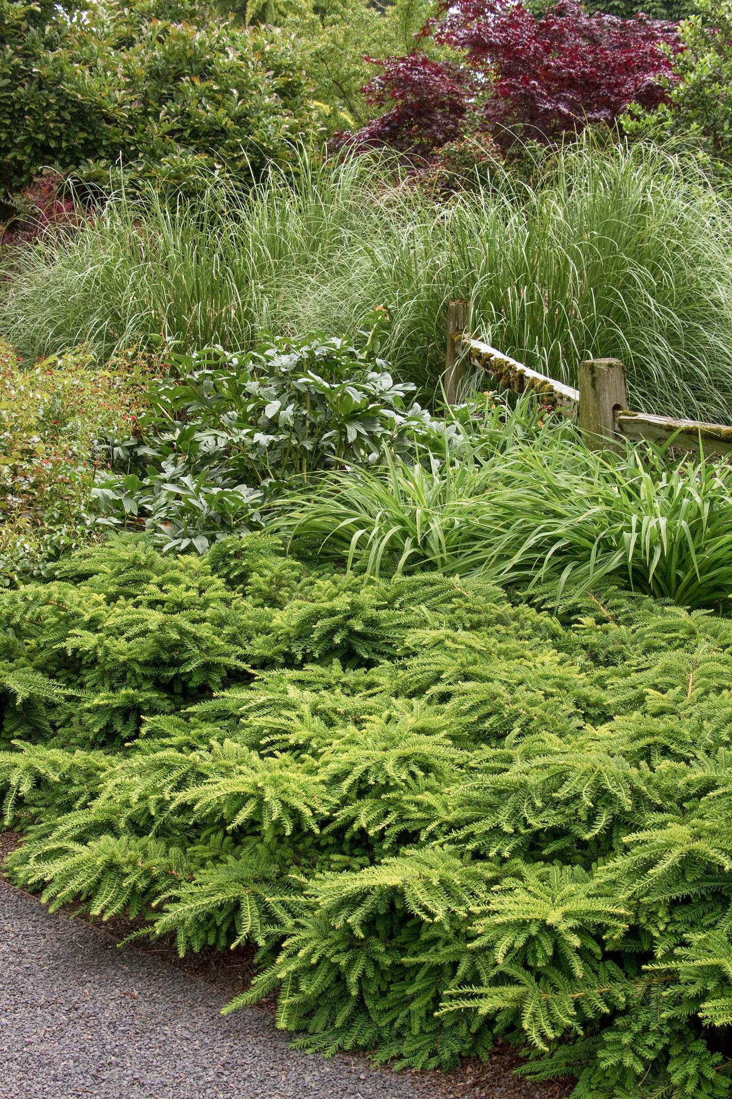 EMERALD SPREADER YEW 2gal