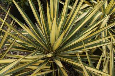 COLOR GUARD YUCCA 2gal