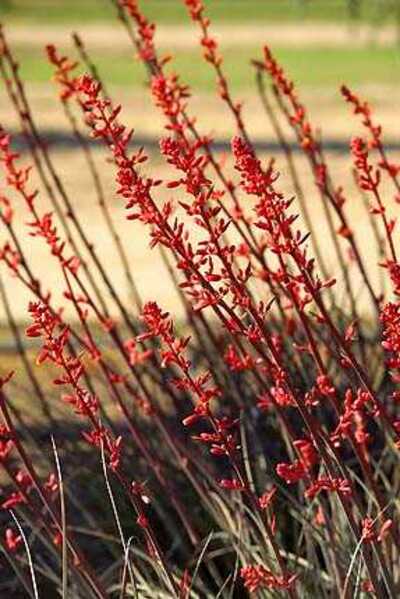 RED YUCCA 5gal