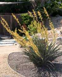 YELLOW YUCCA 1gal