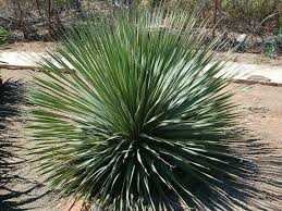DESERT SPOON 5gal